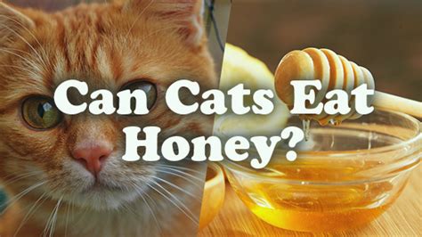 They only need meat in their diet. Can Cats Eat Honey? | Pet Consider