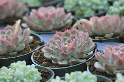 Have you ever wondered how much to water succulent plants? Free Images : cactus, flower, floral, natural, botany ...