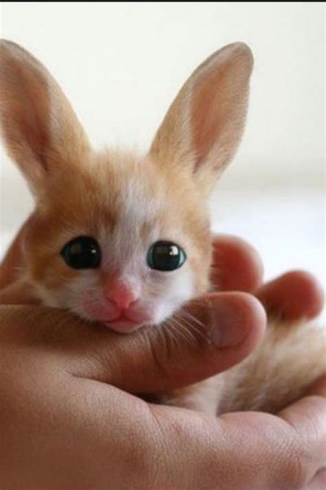 20 New Top Really Cute Baby Animal Pictures
