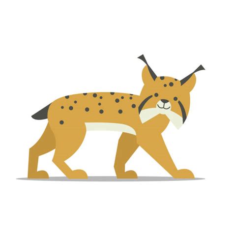 Cute Cartoon Lynx Illustrations Royalty Free Vector Graphics And Clip