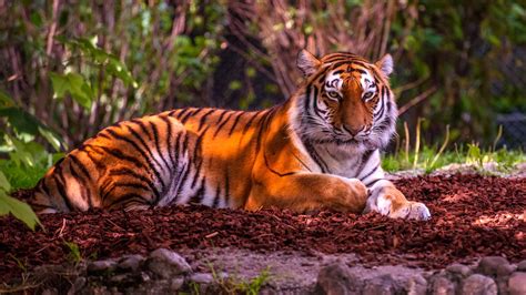 Tiger Hd Wallpaper Background Image 1920x1080