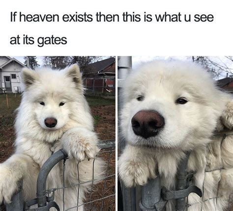 30 Adorable Dog Memes That Will Make Your Day