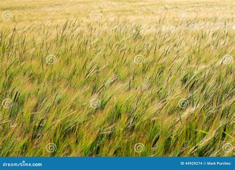 Green Field Of Barley Crop Texture Stock Photo Image Of Farm