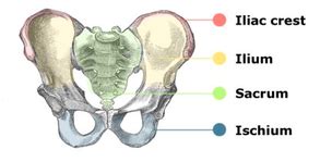 Details of structures vary tremendously from breed to breed, more than in any other animal species, wild or domesticated, as dogs are highly variable in height and weight. Pelvis anatomy - The Institute of Canine Biology