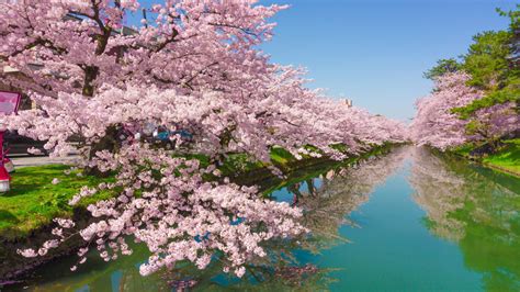 Japanese Cherry Blossom Wallpaper 1920x1080 Japanese Cherry Blossom