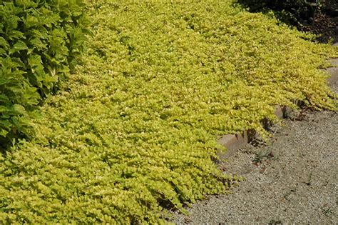 Goldilocks Creeping Jenny Lysimachia Nummularia Goldilocks In