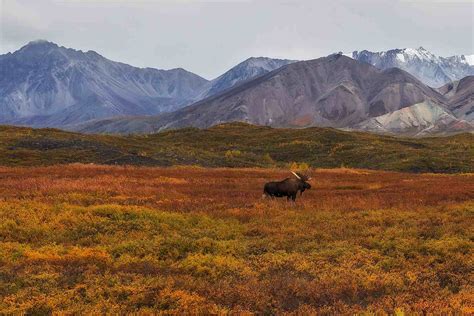 Tundra Land Biome Description And Characteristics