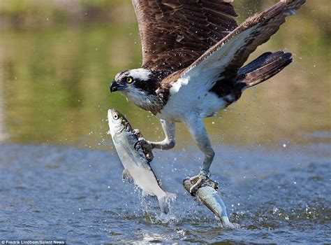 Osprey Executes Perfect Double Swoop As It Plucks Two Fish From A Lake