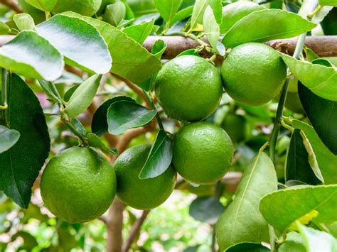 We need fresh lemon first, organic lemon preferred. Lime Tree Care - Tips For Growing Lime Trees