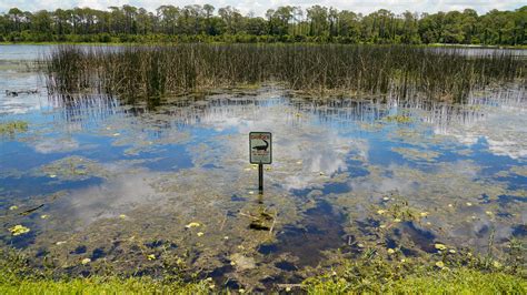 Alligator Kills Florida Man Retrieving Frisbees In Lake Officials Say