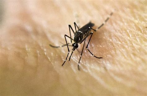 Canada Confirms First Case Of Sexually Transmitted Zika Virus Wsj