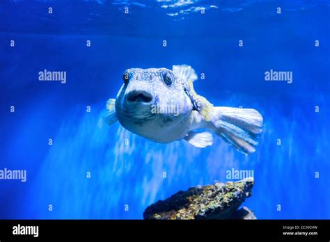 Fugu Fish As Nature Underwater Sea Life Stock Photo Alamy