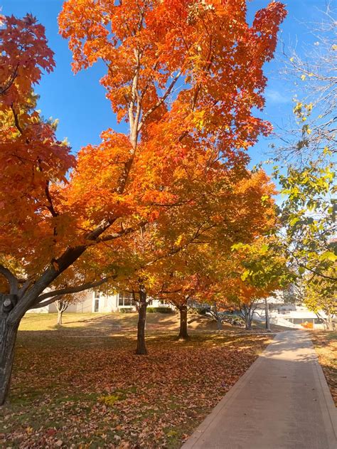 Fall Foliage Arkansas Leaves In 2022 Fall Foliage Foliage Leaves