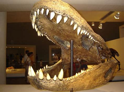 Fala galera aqui é o pirex, e hoje vamos caçar o purussaurus brasiliensis, um jacaré de proporções gigantescas. Purussaurus - a bus sized caiman | DinoAnimals.com
