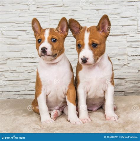 Funny Small Babies Two Basenji Puppies Dogs On White Wall Background
