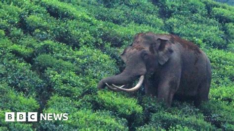 Padayappa The Friendly India Elephant Whose Fame Is A Curse Trendradars