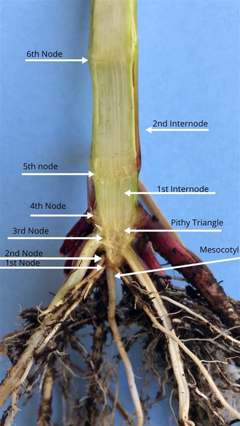 What Are Nodes Plant