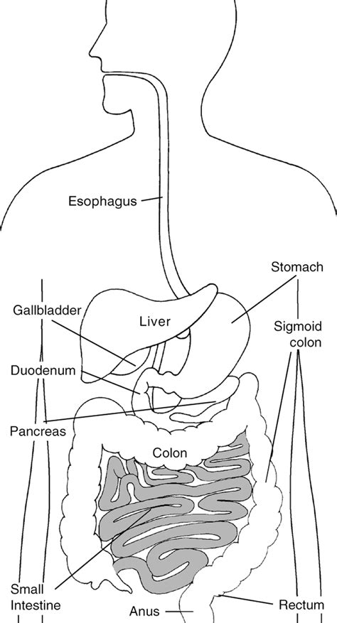 Digestive System With Labels For The Small Intestine Esophagus