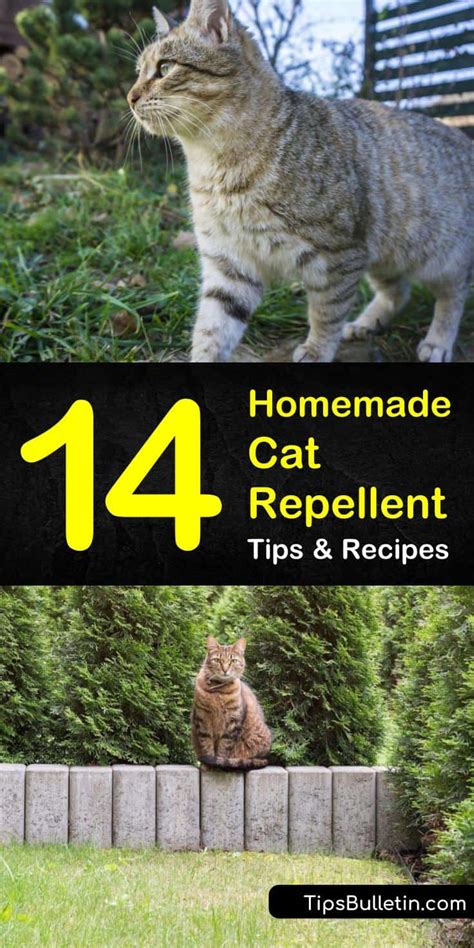 Are you searching for a homemade cat repellent solution? 14 Homemade Cat Repellent Tips & Recipes