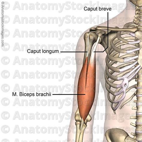 Anatomy Stock Images Shoulder Musculus Biceps Brachii Caput Longum