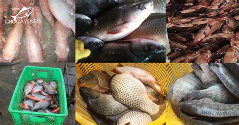 Bảng giá bán buôn các loại Cá & thủy hải sản cho các ...