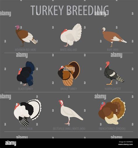 Poultry Farming Turkey Breeds Icon Set Flat Design Vector