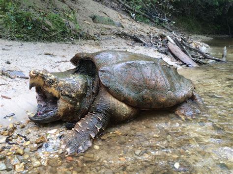 Alligator Snapping Turtle Reptiles Of Louisiana · Inaturalist