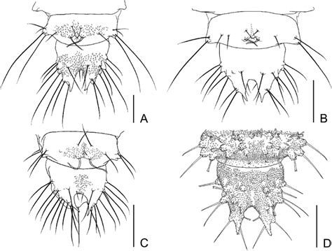 Abdominal Tergites Viii And Ix Of Toramini Larvae Dorsal View A