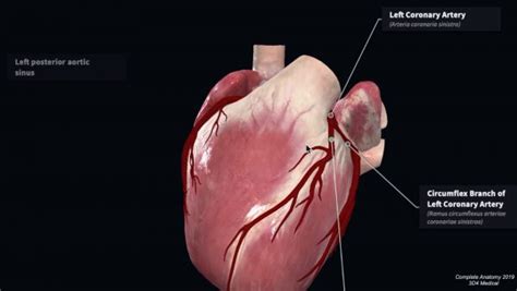 They often run parallel to one another and are variable in number (often 2 to 9). Coronary Artery Anatomy | Blood Supply to the Heart | Geeky Medics