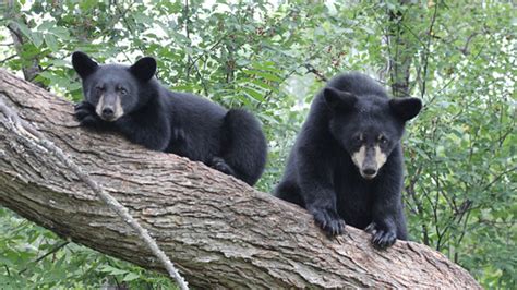 Black Bears Photo By Courtney Celleyusfws Usfws Midwest Region