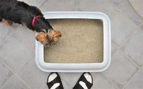 Can Dogs Use Litter Boxes Cat Vs Dog Litter Comparison