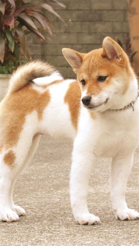 217 Best Shiba Inu Love Images On Pinterest Funny Animals Baby