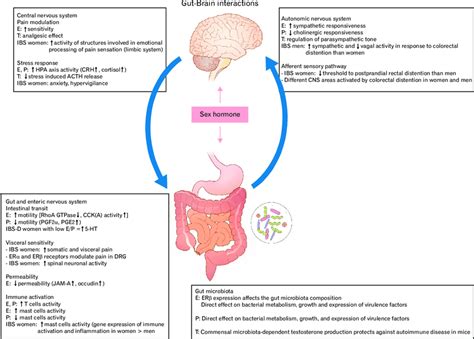 Brain Gut Axis And Sex Hormones Interaction In Irritable Bowel Syndrome