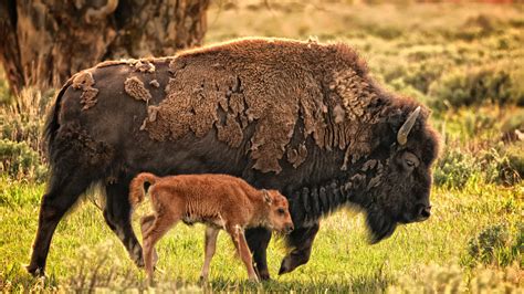 Cause you know, sharing is caring. Opinion: Here's A Dad Joke! What Does The Buffalo Tell His ...