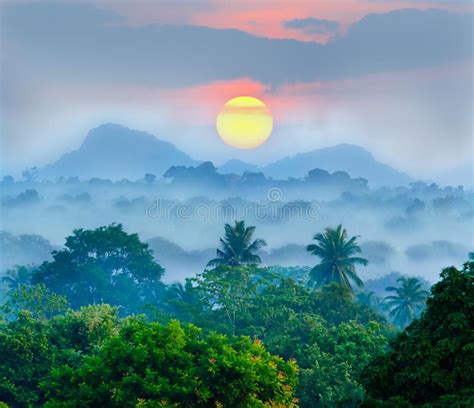 Sunrise In The Jungles Of Sri Lanka Spon Jungles Sunrise