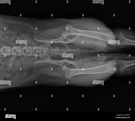 Dog X Ray Showing Canine Bilateral Hip Dysplasia Ventral View Stock