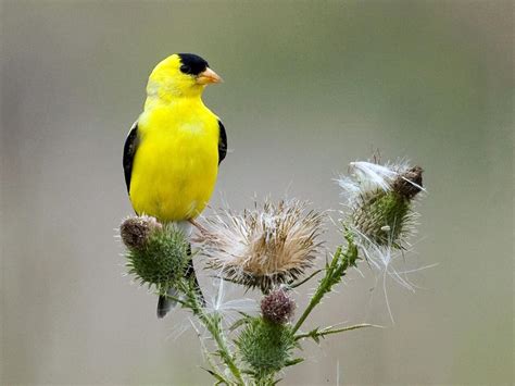 American Goldfinch Celebrate Urban Birds