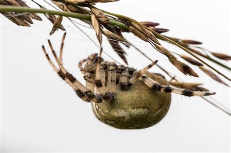 Premium Photo Four Spot Orb Weaver Araneus Quadratus A Female Spider