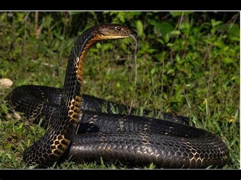 King cobra vs monocled cobra. Giant King Cobra Snake - India Man Caught King Cobra By ...
