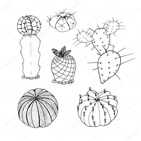 Vector Set Of Cactus Hand Drawn Botanical Art Isolated On White