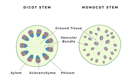 Plant Vascular System Diagram