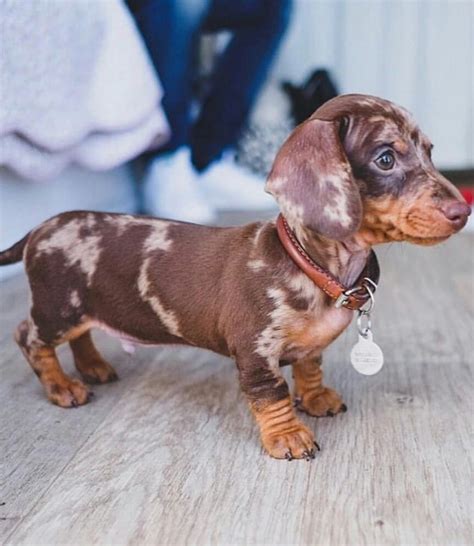 Cute Weiner Dog ️ Dog Cutedog Puppy Dachshund Puppies