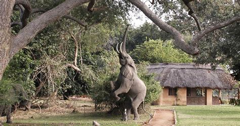South Luangwa Zambia Safari Safari Information For Your South Luangwa Holiday