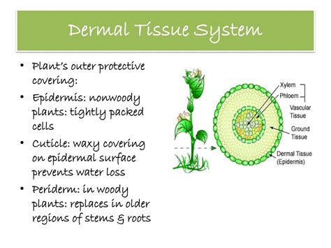 Ground Tissue System In Plants