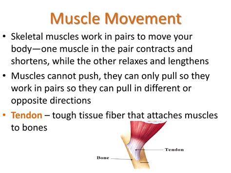 Ppt Functions Of The Muscular System Powerpoint Presentation Free