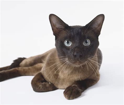brown tonkinese cat  chocolate coloured tail  almond shaped eyes lying  holidog