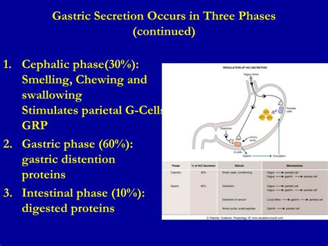 Ppt Gastric Motility And Secretion Powerpoint Presentation Free