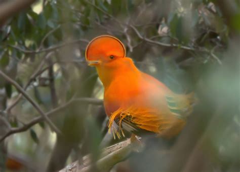 Suriname Uncovered: South America's Hidden Jewel - Naturetrek