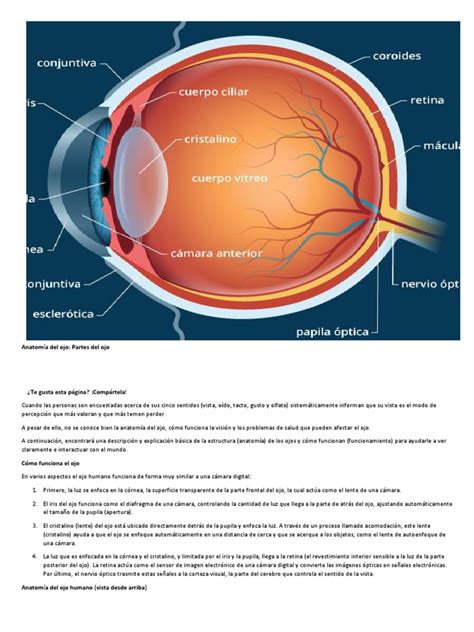 Anatomia Del Ojo Humano Y Su Funcionamiento Consejos Ojos