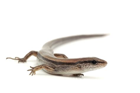 Little Brown Skink Reptiles Of Alabama · Inaturalist